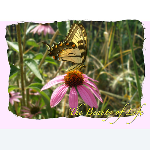 The Beauty Of Life