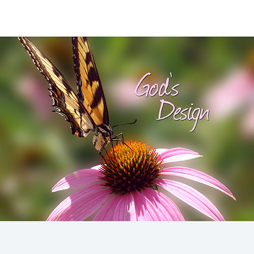 God's Design