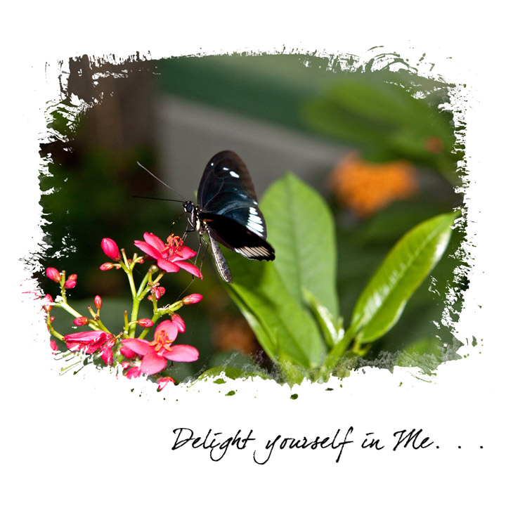 Delight Yourself...
