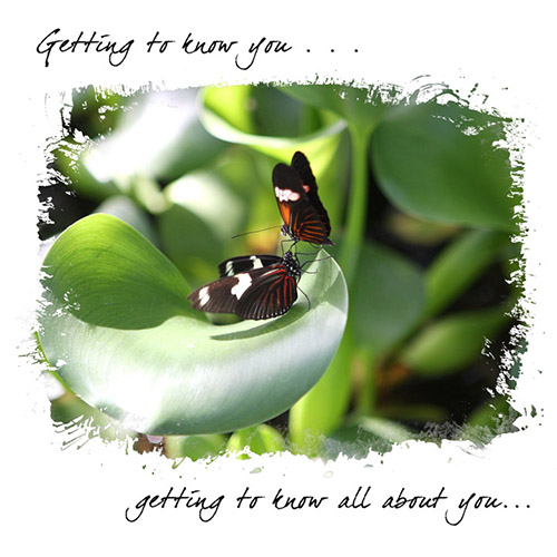 Getting To Know You