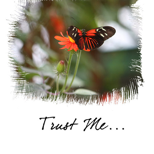 Trust Me