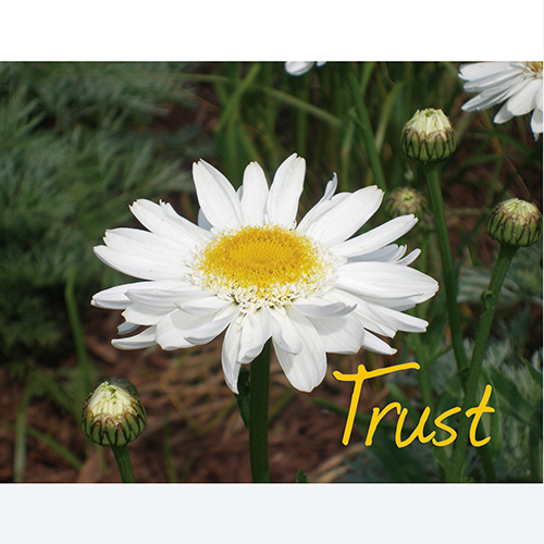 Trust